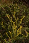 Lycopodium clavatum