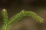 Lycopodium clavatum