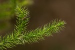 Lycopodium clavatum