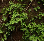 Selaginella goudotiana var. abyssinica