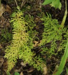 Selaginella goudotiana var. abyssinica