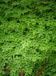 Selaginella goudotiana var. abyssinica