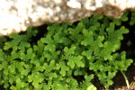 Selaginella goudotiana var. abyssinica