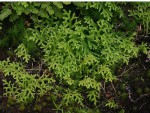 Selaginella goudotiana var. abyssinica