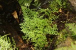 Selaginella goudotiana var. abyssinica