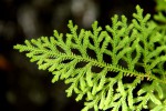 Selaginella goudotiana var. abyssinica