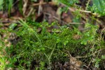 Selaginella kraussiana