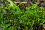 Selaginella kraussiana