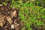 Selaginella mittenii