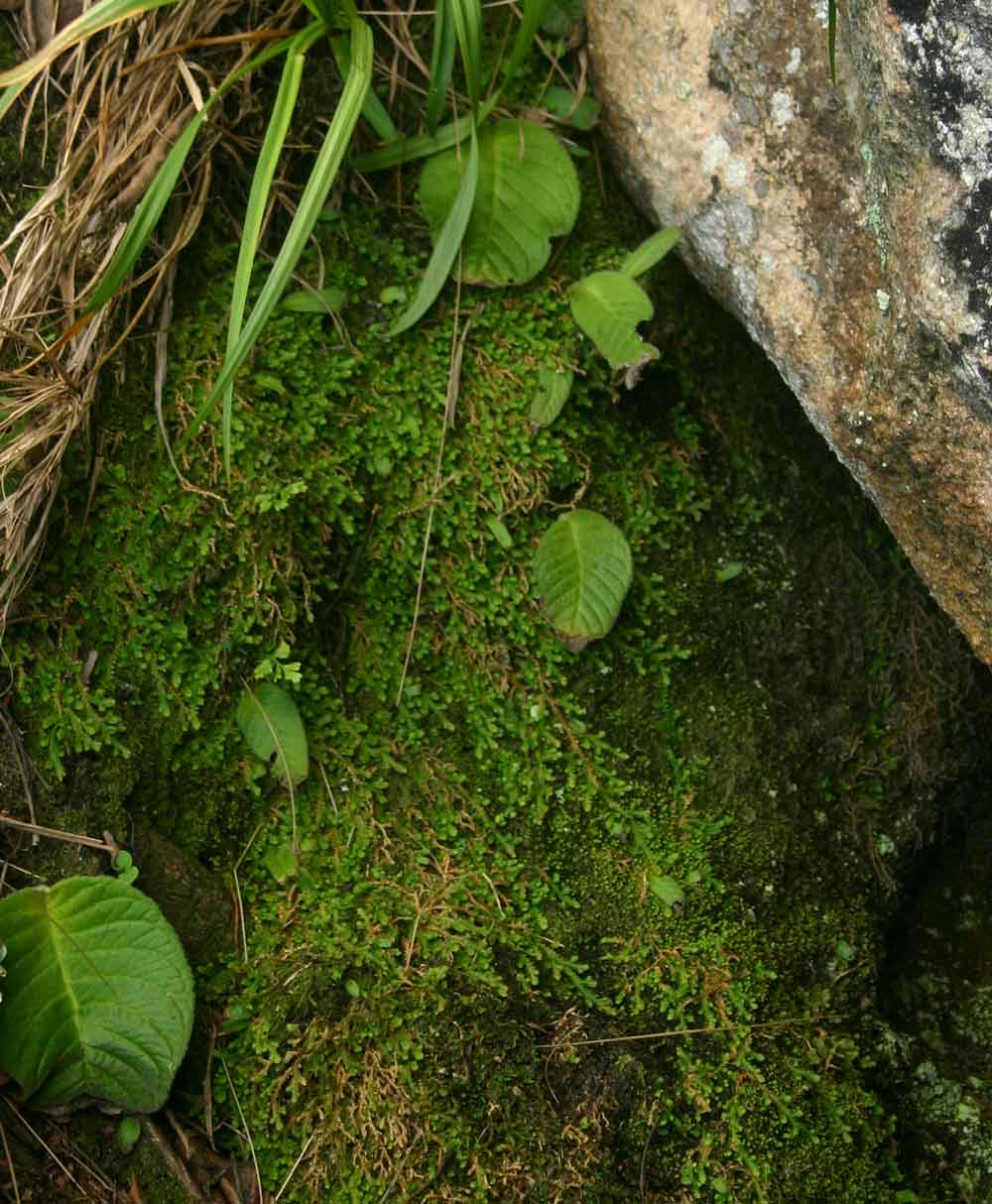 Selaginella mittenii