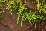 Selaginella mittenii