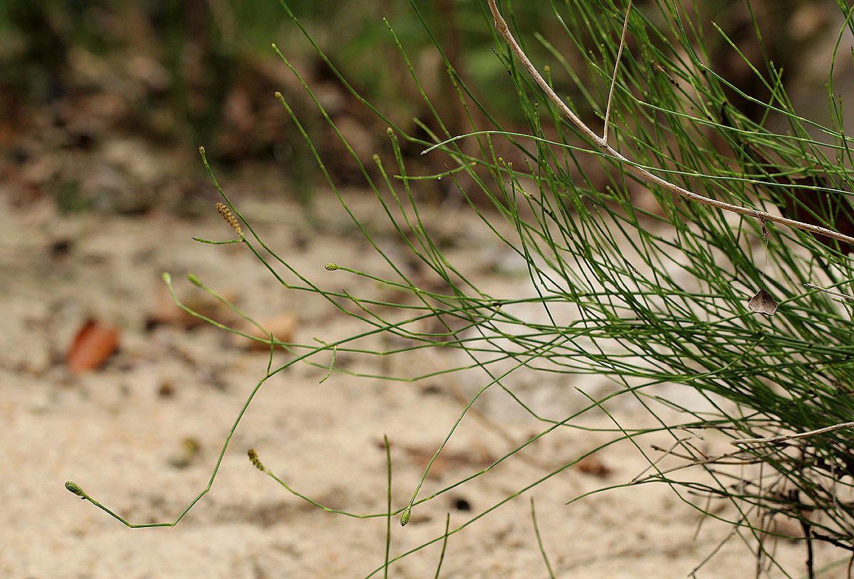 Equisetum ramosissimum subsp. ramosissimum