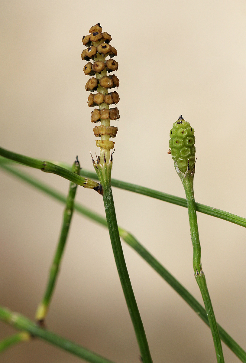 Equisetum ramosissimum subsp. ramosissimum