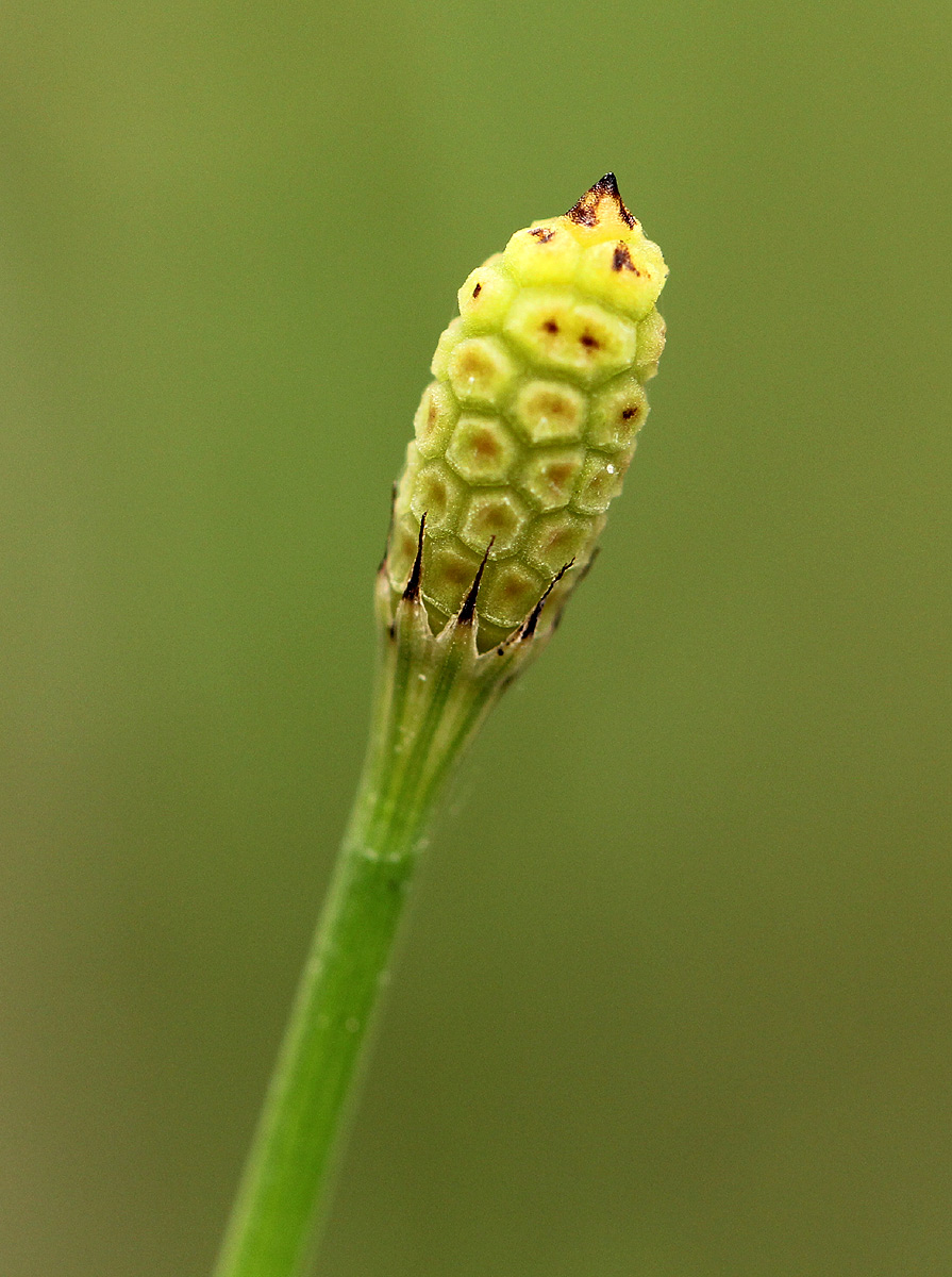 Equisetum ramosissimum subsp. ramosissimum