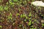 Ophioglossum vulgatum subsp. africanum