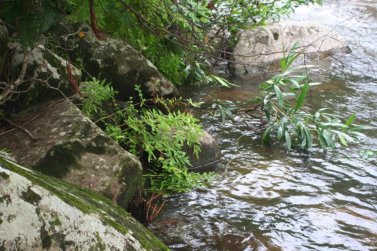 Osmunda regalis