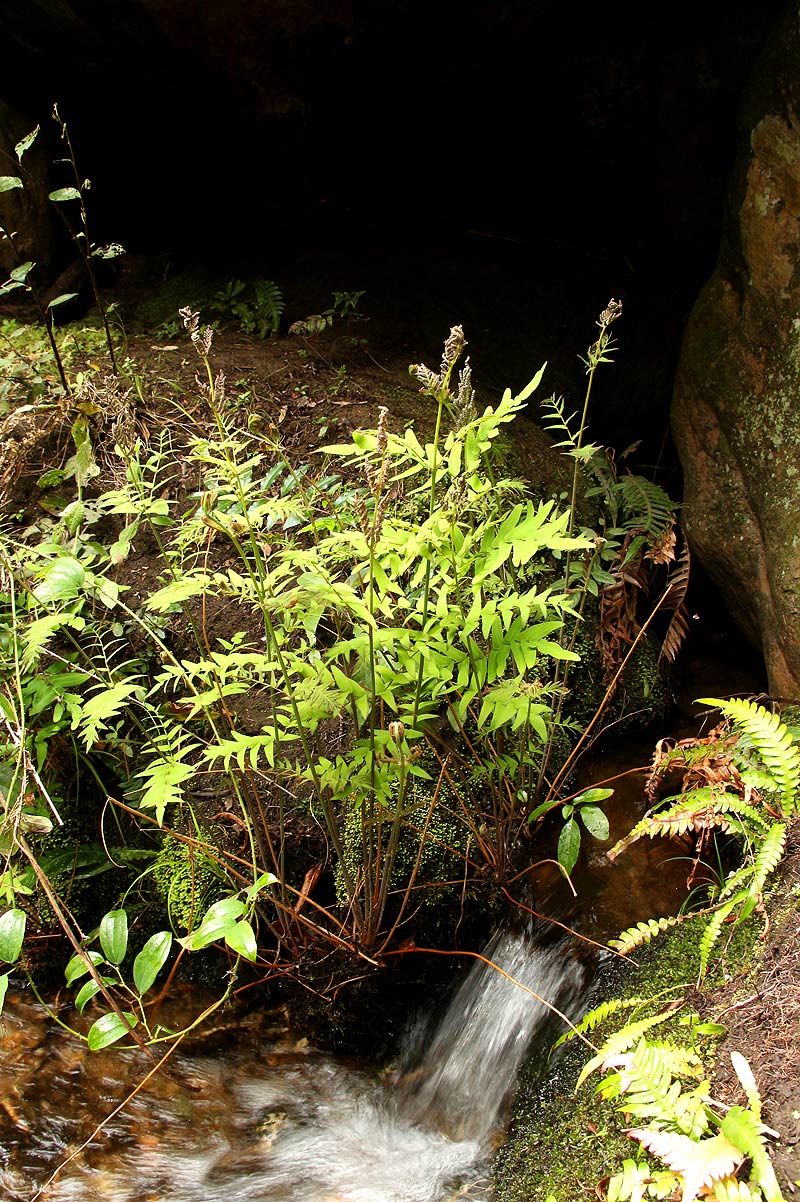 Osmunda regalis