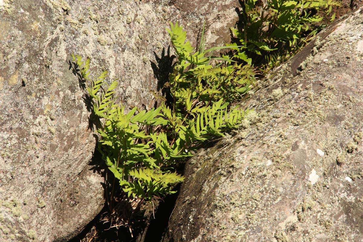 Osmunda regalis