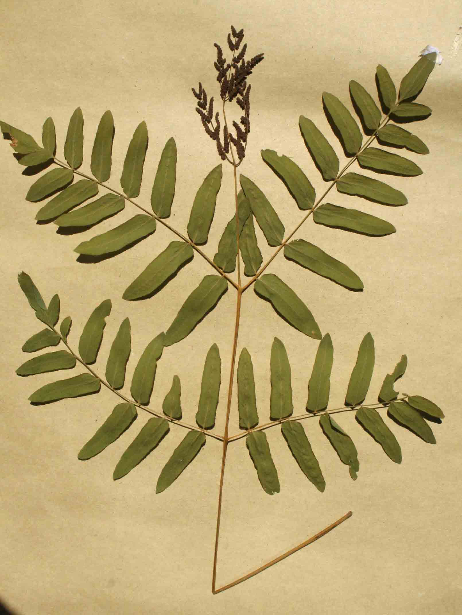 Osmunda regalis