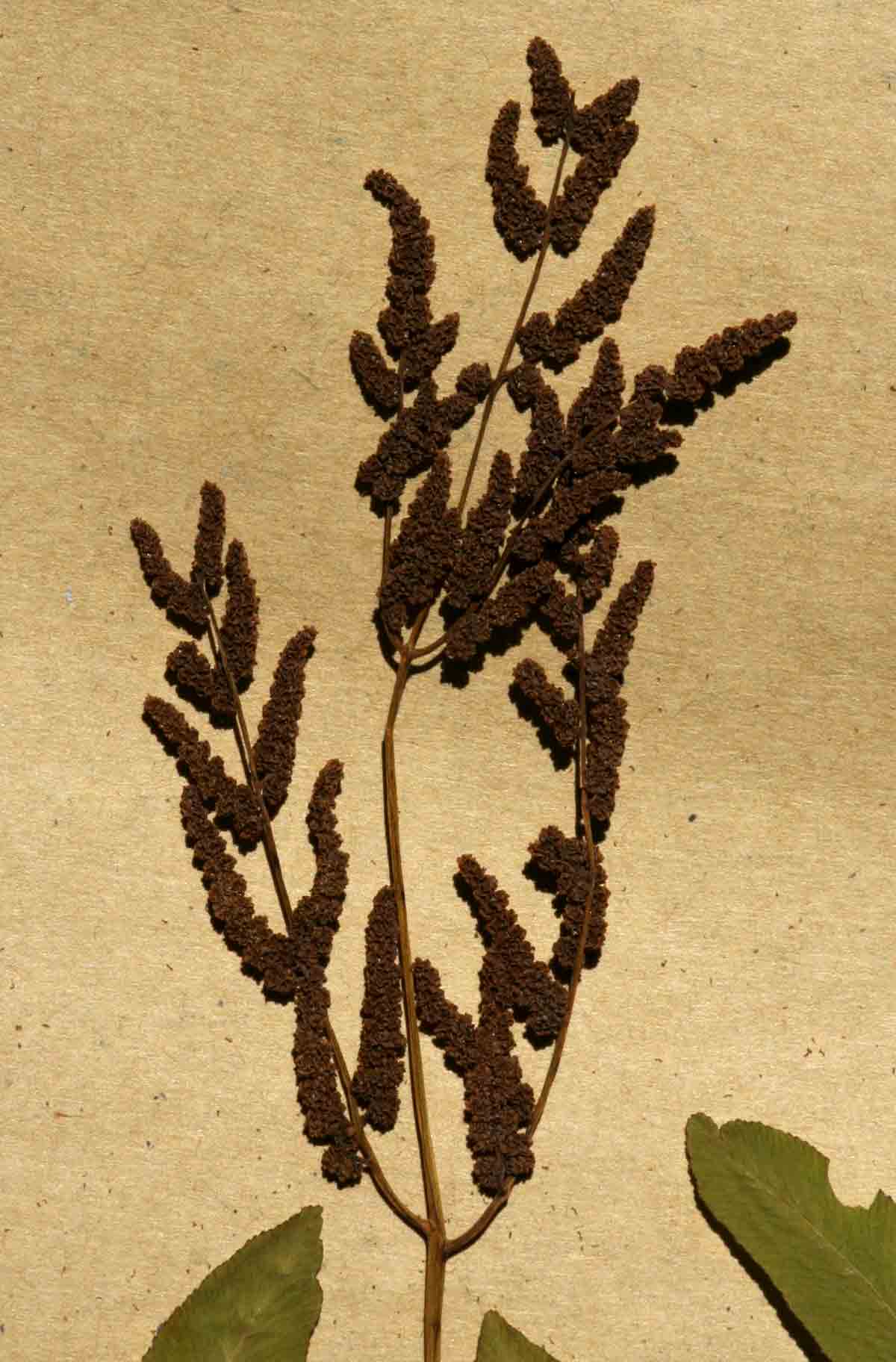 Osmunda regalis