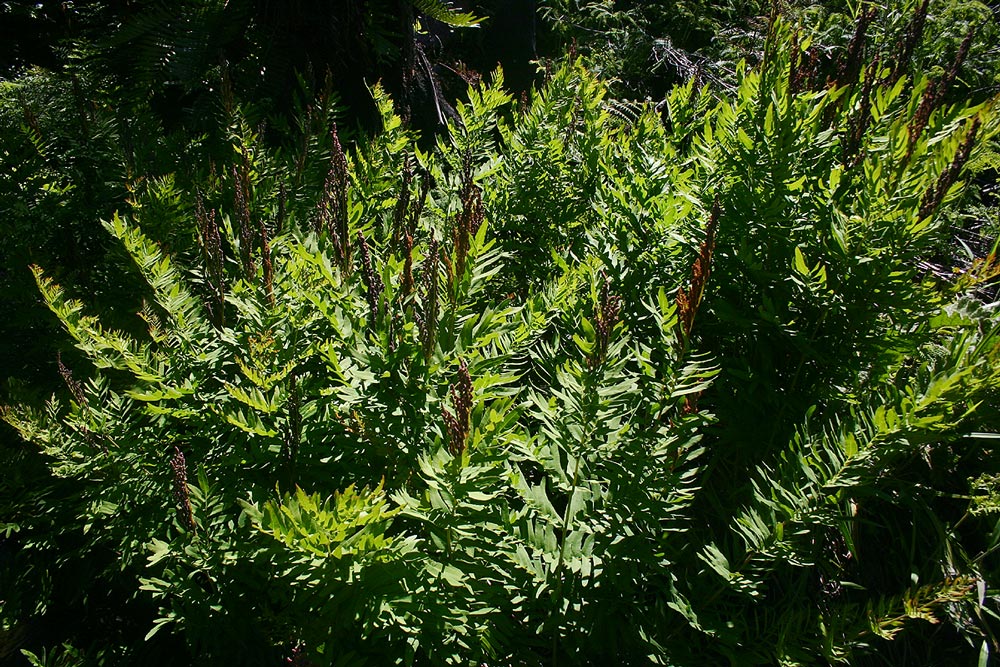 Osmunda regalis