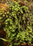 Hymenophyllum kuhnii