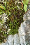 Hymenophyllum kuhnii