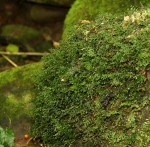 Polyphlebium borbonicum