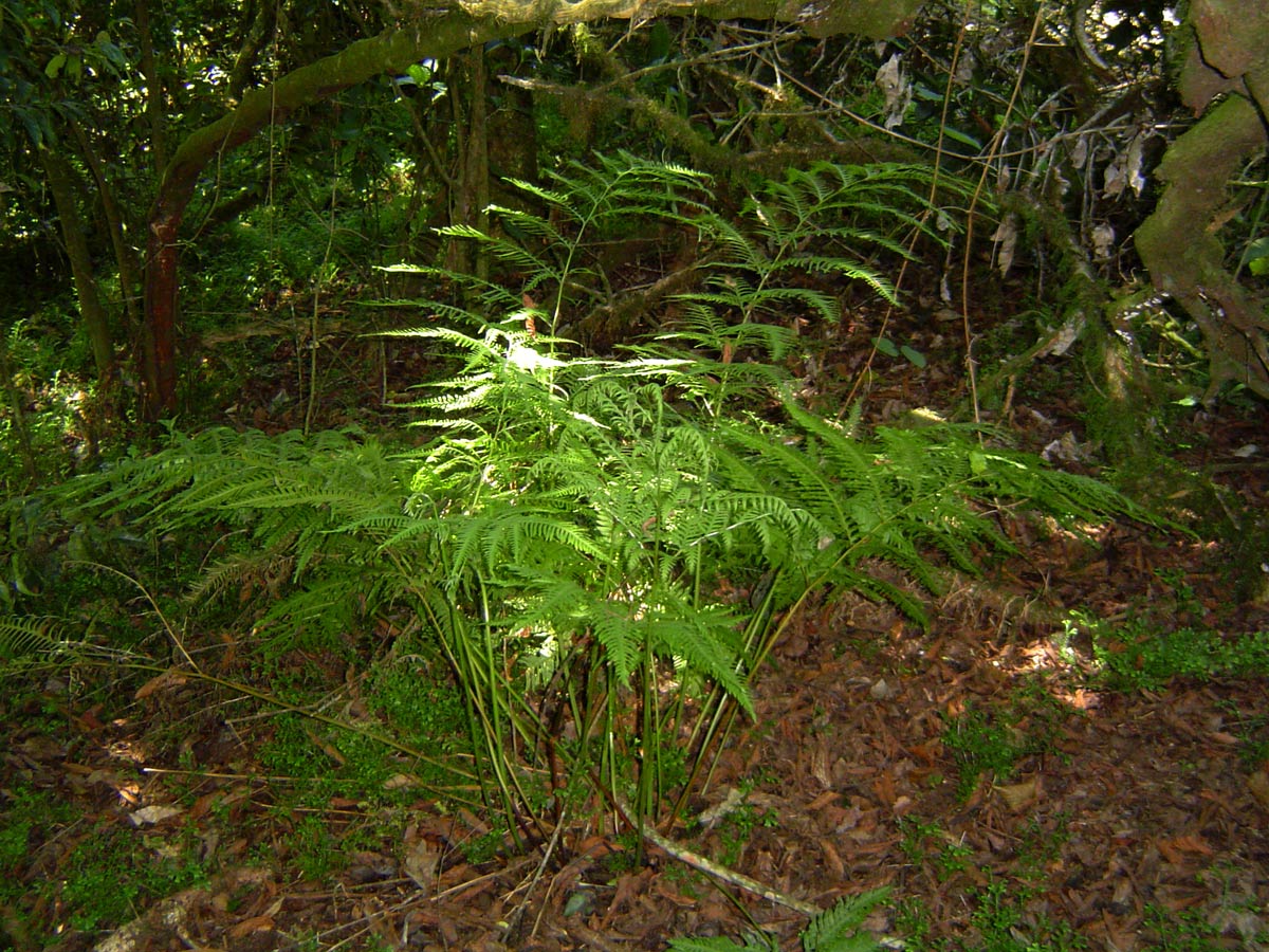 Pteris dentata