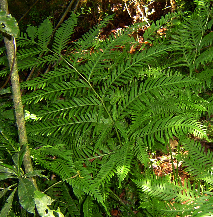 Pteris dentata