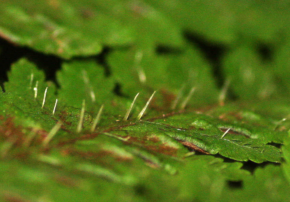 Pteris muricella