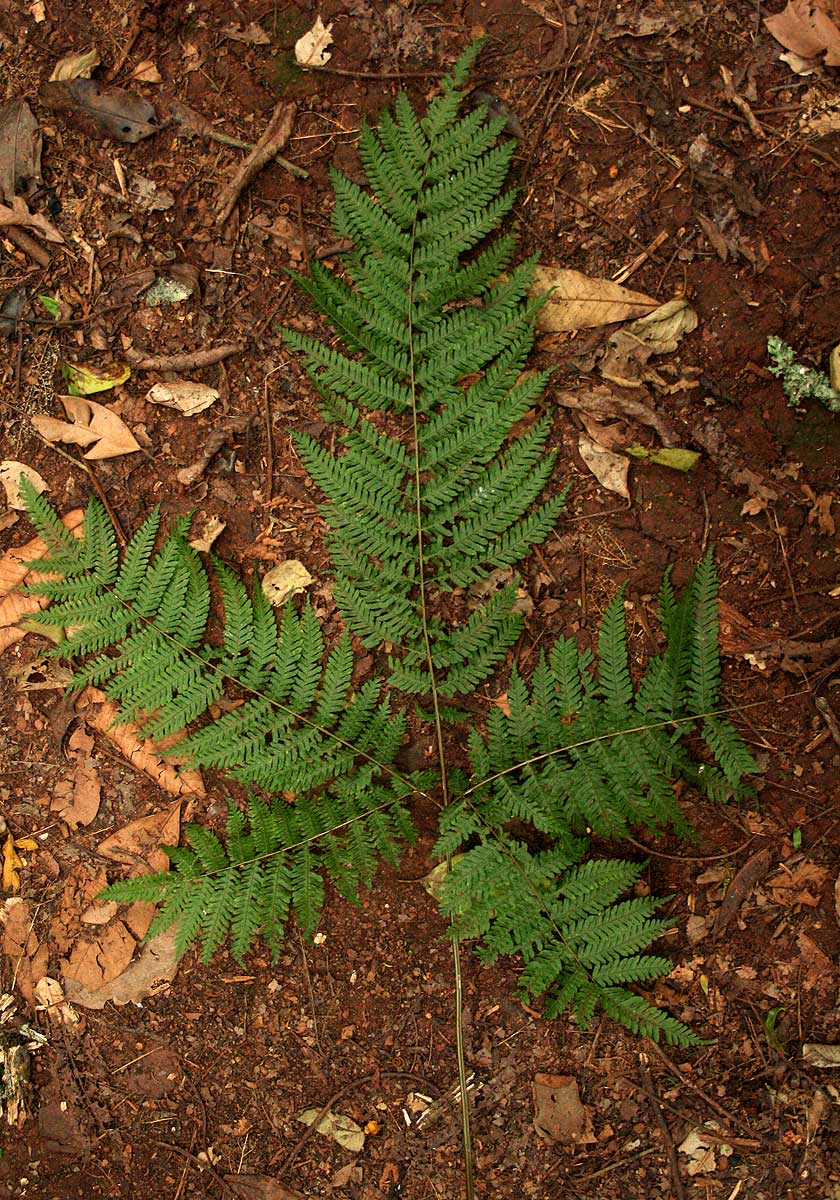 Pteris muricella