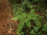 Pteris muricella