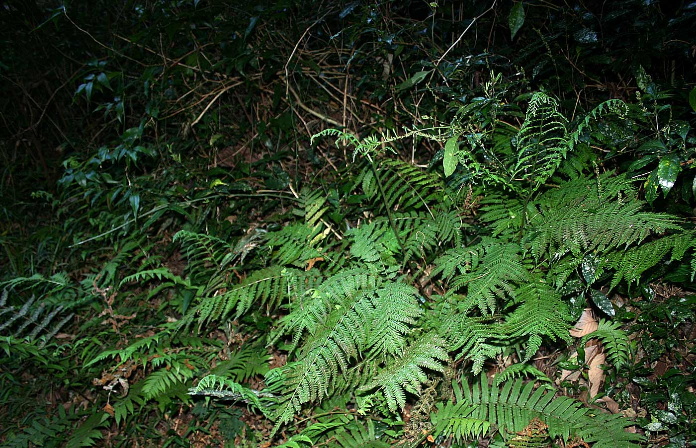 Pteris muricella