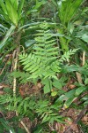 Pteris muricella