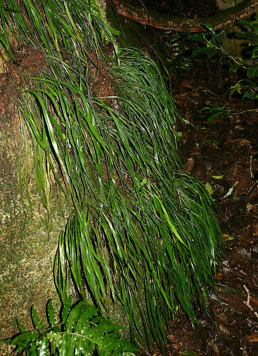 Vittaria guineensis var. orientalis