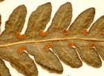 Blotiella glabra