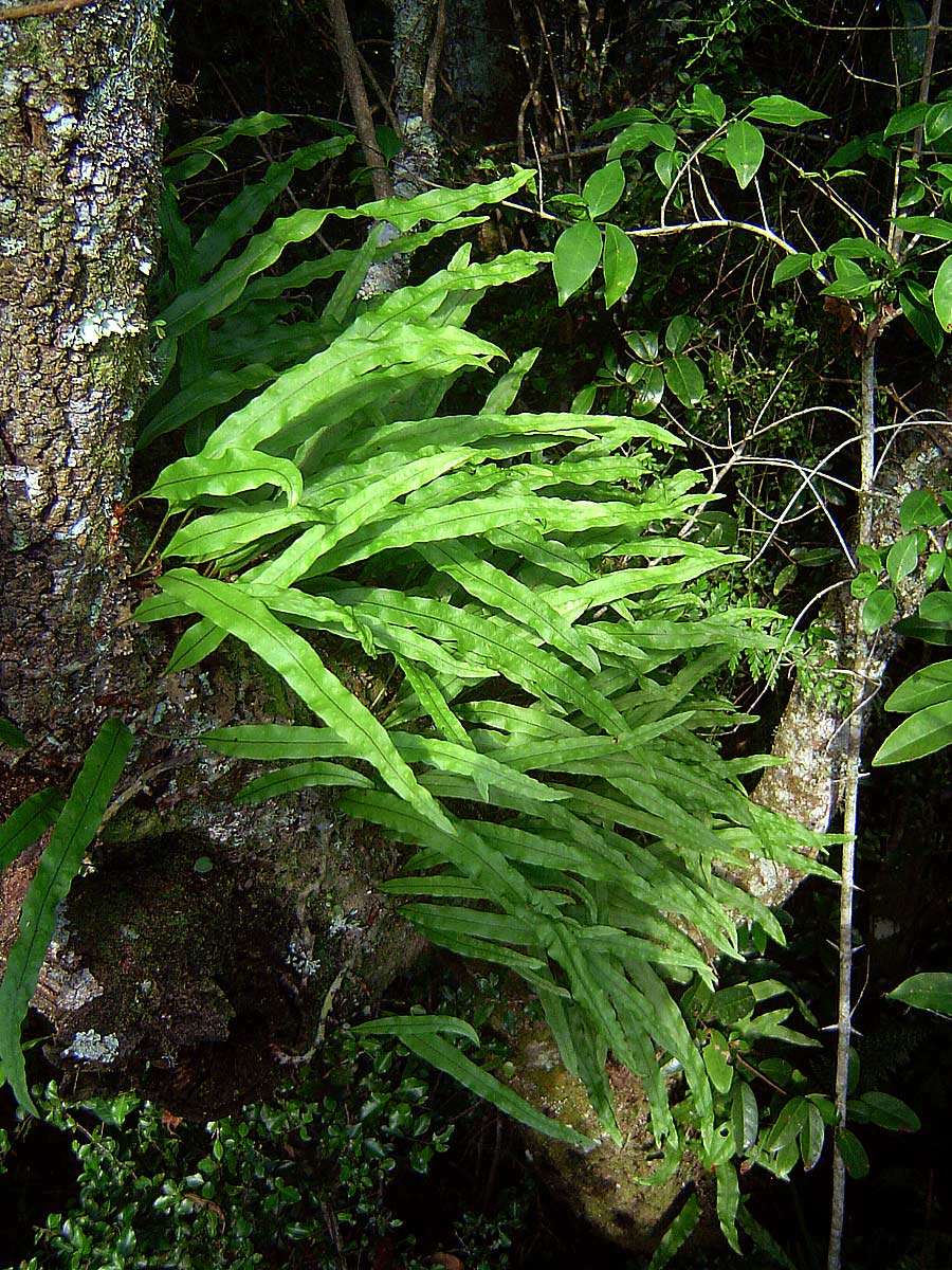 Lepisorus excavatus