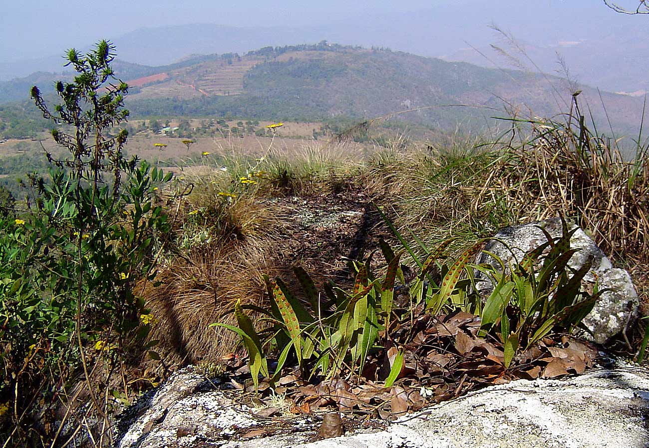 Pleopeltis macrocarpa