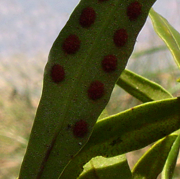 Pleopeltis macrocarpa