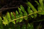 Ampelopteris prolifera