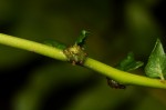 Ampelopteris prolifera