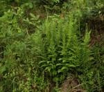 Dryopteris athamantica