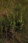 Dryopteris athamantica