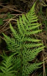 Dryopteris athamantica