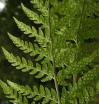 Dryopteris athamantica