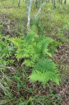 Dryopteris athamantica