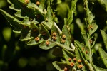 Dryopteris athamantica