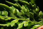 Dryopteris athamantica