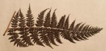 Dryopteris kilemensis